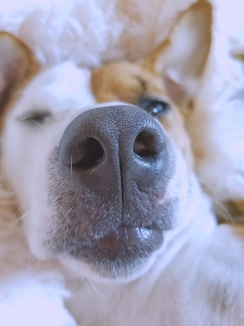 close up photography of a dog s snout